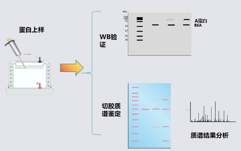 图片16.png