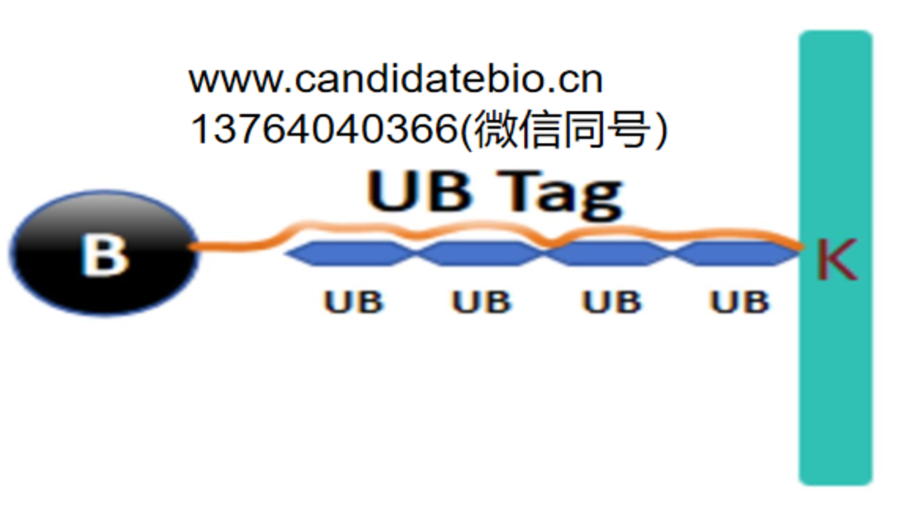 2bc7abcb0c055460fb9bf7f4330463d5.png