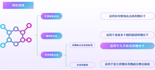 小分子荧光标记用于体内成像